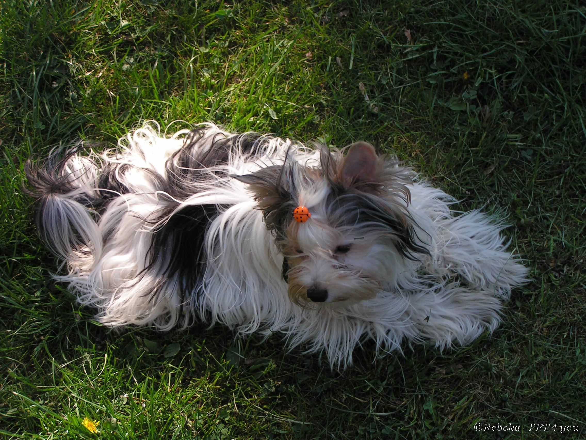 Fotky: Biewer Yorkshire terrier a la Pom Pon (foto, obrazky)