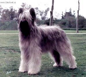 Fotky: Briard (foto, obrazky)