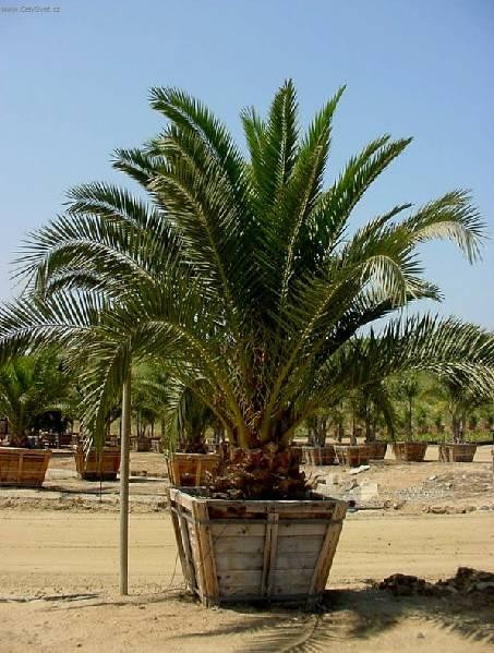 Fotky: Datlov palma, finik, datlovnk (foto, obrazky)