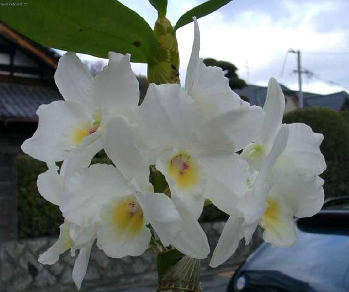 Fotky: Dendrobium (foto, obrazky)