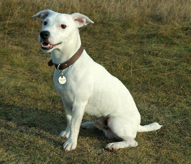 Fotky: Jack Russelv Terir (foto, obrazky)