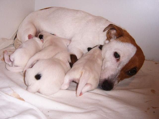 Fotky: Jack Russelv Terir (foto, obrazky)