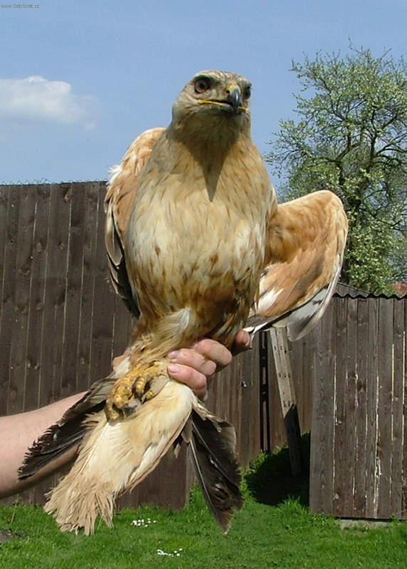 Fotky: Kn blochvost (Buteo rufinus) (foto, obrazky)