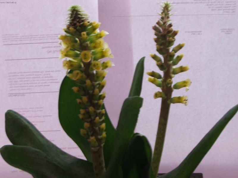 Fotky: Lachenalia (foto, obrazky)