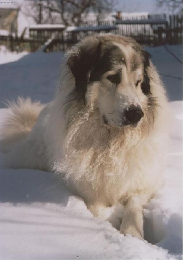 Fotky: Pyrenejsk horsk pes (foto, obrazky)