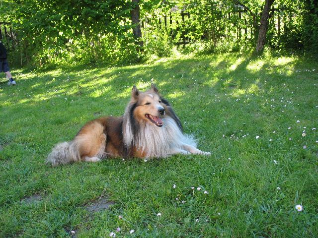 Fotky: Sheltie (foto, obrazky)