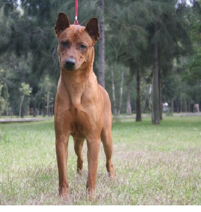 Fotky: Thajsk ridgeback (foto, obrazky)