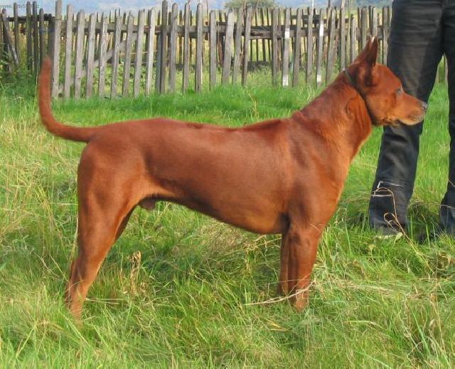 Fotky: Thajsk ridgeback (foto, obrazky)