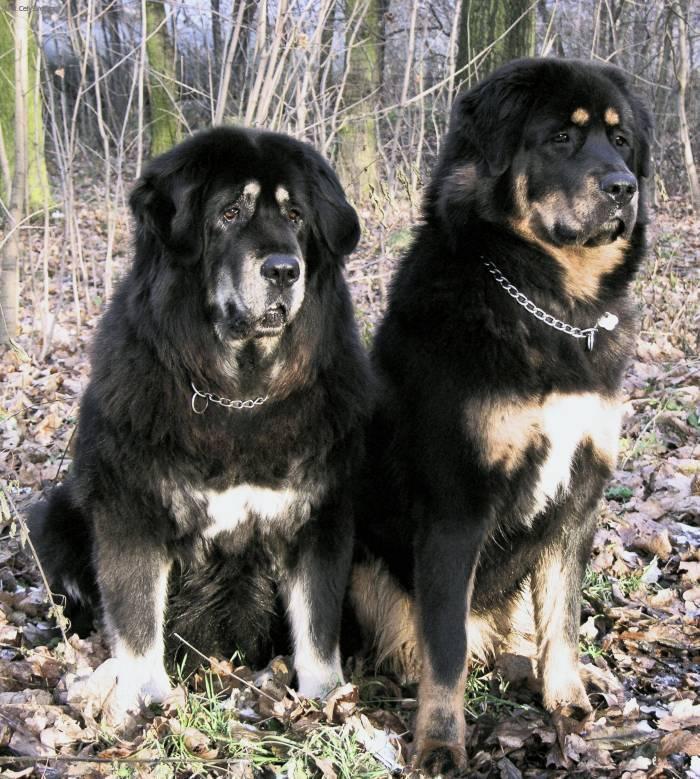 Fotky: Tibetsk doga (foto, obrazky)