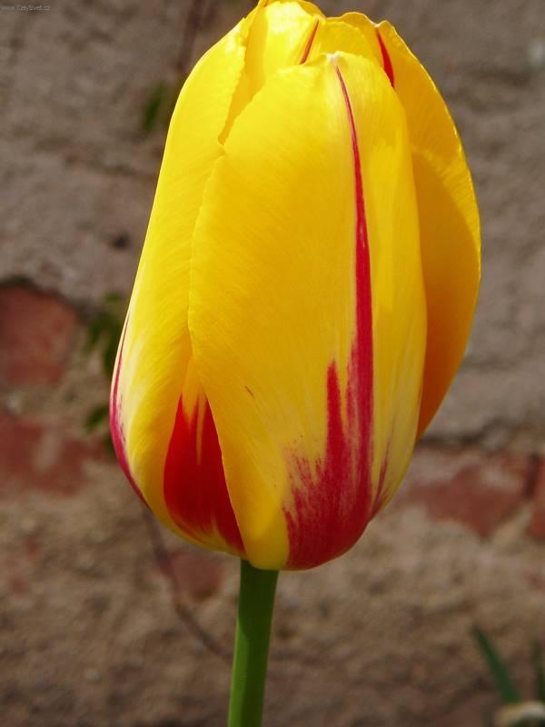 Fotky: Tulipn (foto, obrazky)