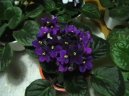 Pokojové rostliny:  > Africká fialka (Saintpaulia)