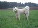 Fotky: Akita-inu (foto, obrazky)