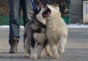 Psí plemena:  > Aljašský malamut (Alaskan Malamute)