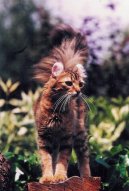 Kočky:  > Americký kerl kratkosrstý / dlouhosrstý (American Curl)