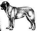Psí plemena:  > Anatolský pastevecký pes (Anatolian Shepherd Dog, Anatolian Karabash Dog)