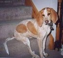 Psí plemena:  > Anglický mývalý lovecký pes (English Coonhound, Redtick Coonhound)