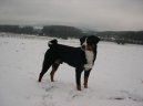 Psí plemena:  > Appenzellský salašnický pes (Appenzeller Sennenhund)