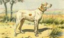 Psí plemena:  > Ariegský ovčák krátkosrstý (Ariege Pointing Dog)
