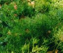 Pokojov rostliny: Jedovat > Aspargus (Asparagus Sprengeri.)
