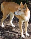Psí plemena:  > Australský chrt (Australian Greyhound)