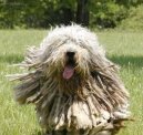 Psí plemena:  > Bergamský ovčák (Bergamasco Shepherd Dog)