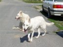 Psí plemena:  > Bílý švýcarský ovčák (Berger Blanc Suisse, White Swiss Shepherd Dog)