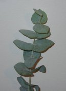 Pokojové rostliny:  > Blahovičník, eukalyptus (Eucalyptus globulus)
