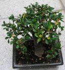 Pokojov rostliny: Bonsaje > Buxus harlandii, buxus microphylla sinica, Zimostrz (Buxus harlandii, buxus microphylla sinica)