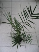 :  > Datlová palma, finik, datlovník (Phoenix canariensis)