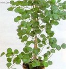 :  > Fikus deltodea (Ficus deltoidea)