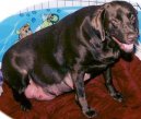:  > Diagnostika gravidity u feny (Pregnant dog)