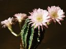 Pokojové rostliny:  > Echinopsis