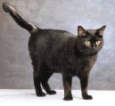 Kočky:  > Evropská krátkosrstá kočka (European Shorthair Cat)