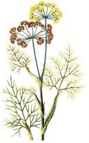 :  > Fenykl Obecný (Foeniculum officinalis)