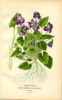 :  > Fialka (violka) Vonná (Viola odorata L)