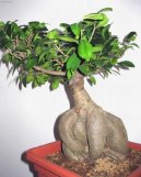 :  > Fíkovník (Ficus Retusa)