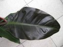 :  > Filodendron (Philodendron scandens)