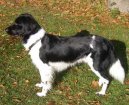 Psí plemena:  > Frízský ohař (Stabyhoun, Frisian Pointing Dog)
