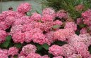 Pokojové rostliny:  > Hortenzie velkolistá (Hydrangea)