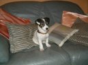 Jack Russelv Terir