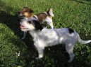 Fotky: Jack Russelv Terir (foto, obrazky)