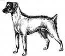 :  > Japonský teriér (Japanese Terrier, Nihon Terrier)
