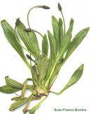 :  > Jitrocel Kopinatý (Plantago lanceolata)