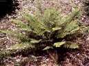Pokojové rostliny:  > Kapradina bodlinatá (Polystichum)