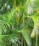 Pokojov rostliny: Nron na pstovn > Chrysalidokarpus naloutl (Chrysalidocarpus lutescens)
