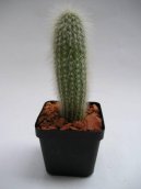 Pokojov rostliny:  > Kleistokaktus (Cleistocactus)