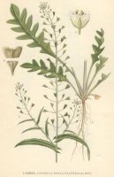 Pokojov rostliny:  > Kokoka Pastu Tobolka (Capsella bursa-pastoris)