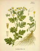 Pokojov rostliny:  > Kopretina imbaba (Tanacetum parthenium L.)