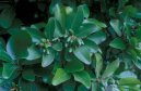 Pokojov rostliny:  > Korynokarpus, kyjovec hladk (Corynocarpus laevigatus)
