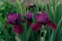 Pokojov rostliny:  > Kosatec nzk (Iris)